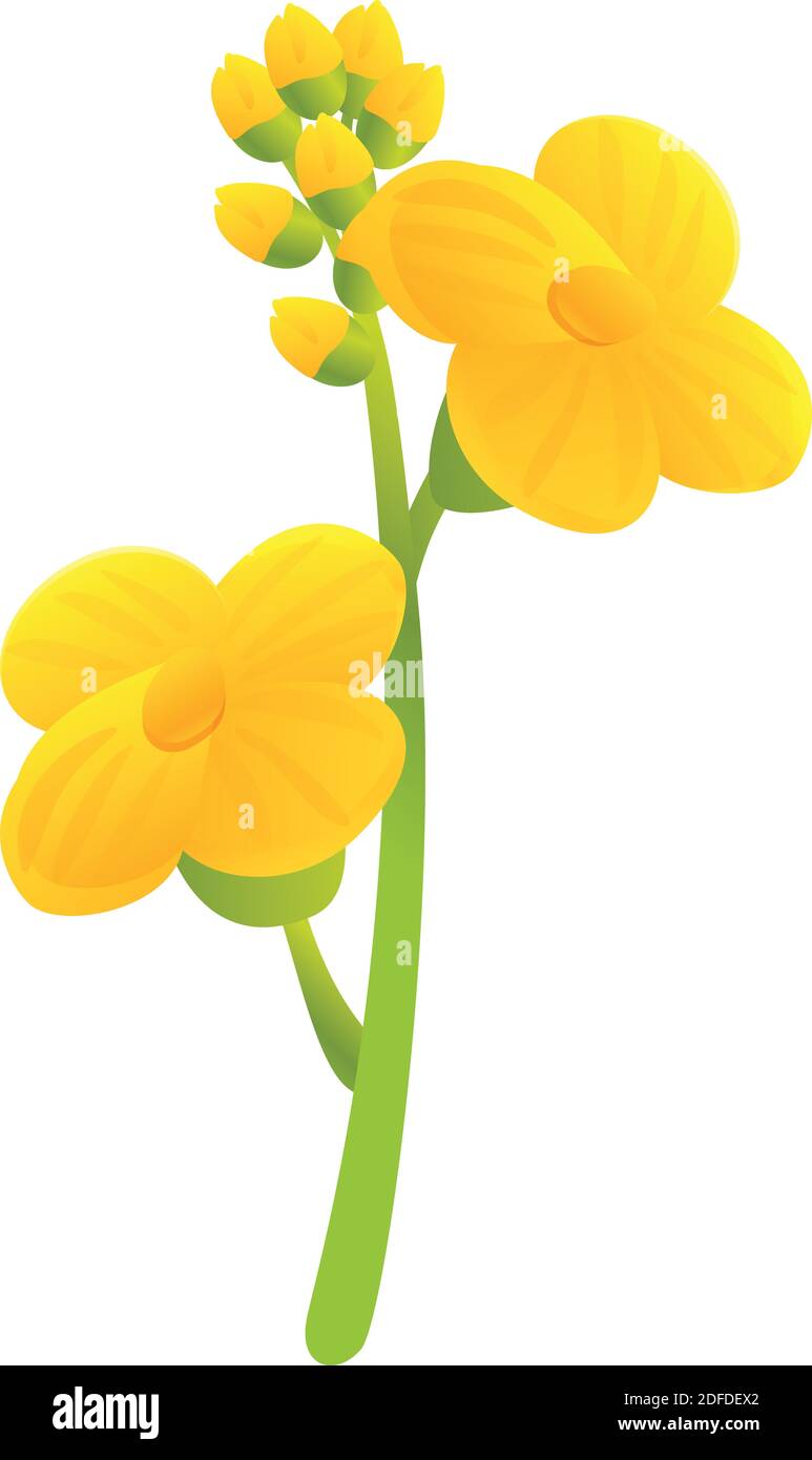 Canola bio herb flower icon. Cartoon of canola bio herb flower