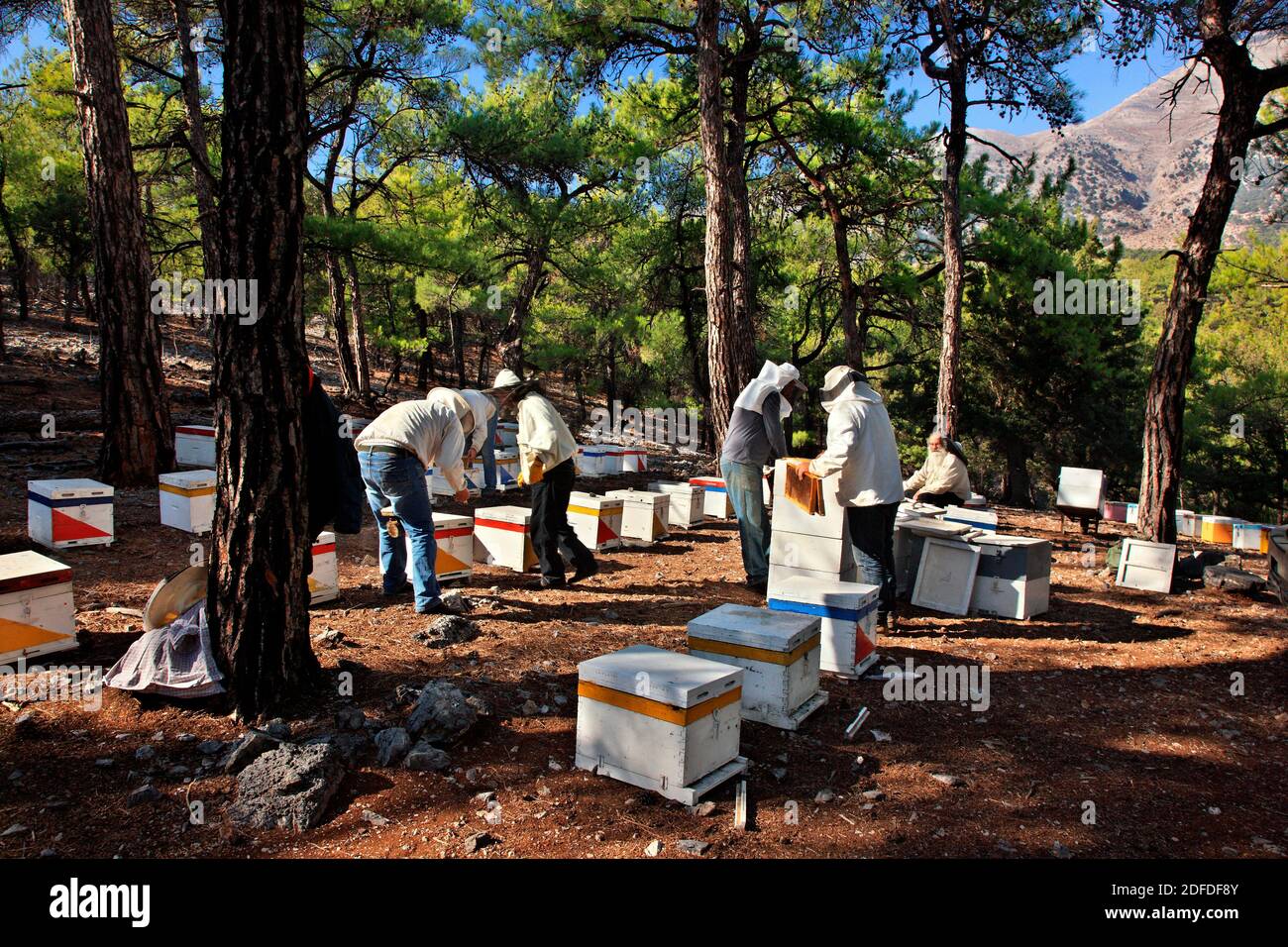 Beekeepers in Selakano forest, municipality of Ierapetra, Lassithi, Crete island, Greece. Selakano is the largest pine forest in Crete. Stock Photo