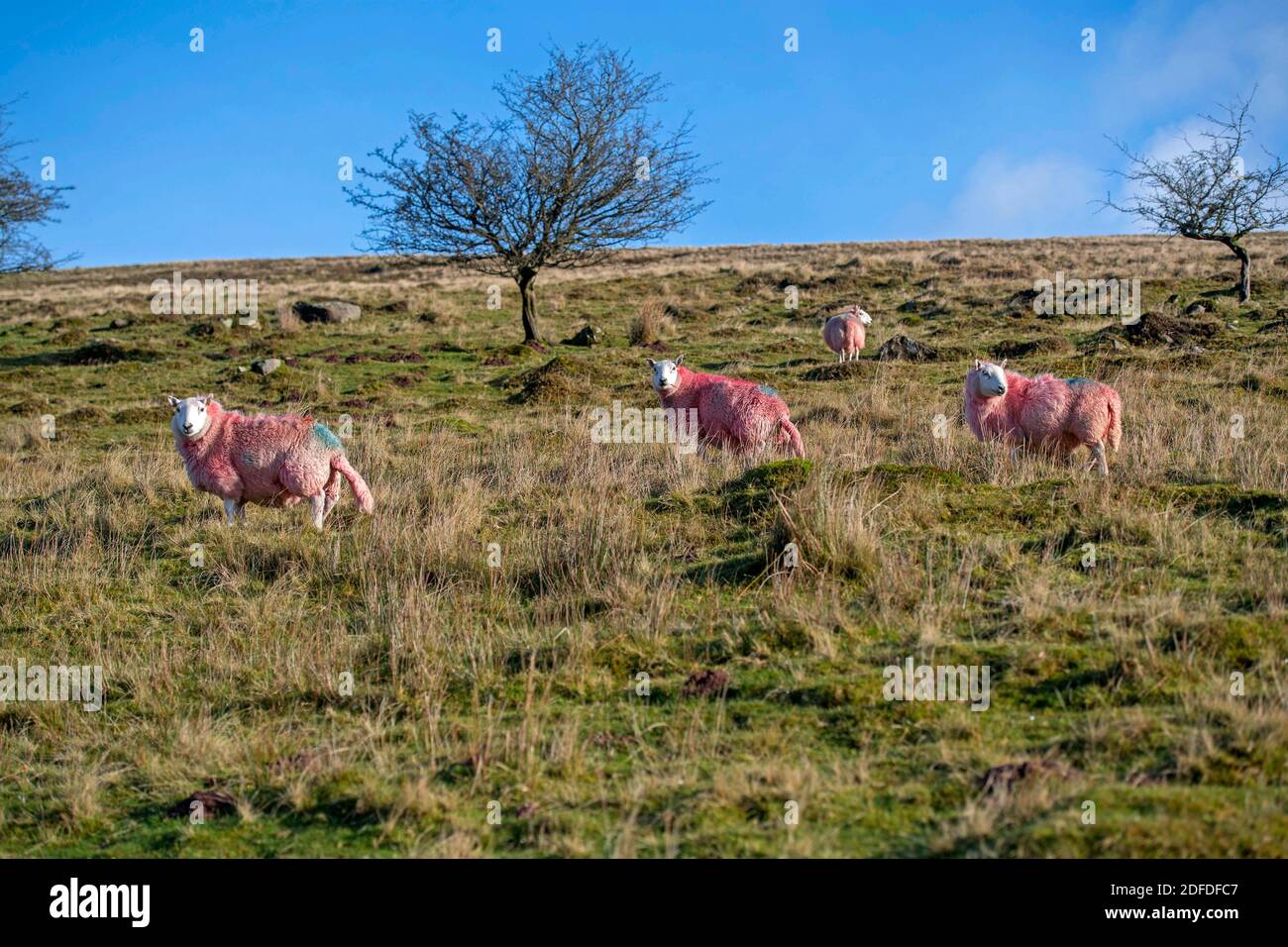 Abercrave, UK. 04th Dec, 2020. Festive looking bright red sheep on the mountainside at Abercrave in the Upper Swansea Valley this afternoon. Credit: Phil Rees/Alamy Live News Stock Photo