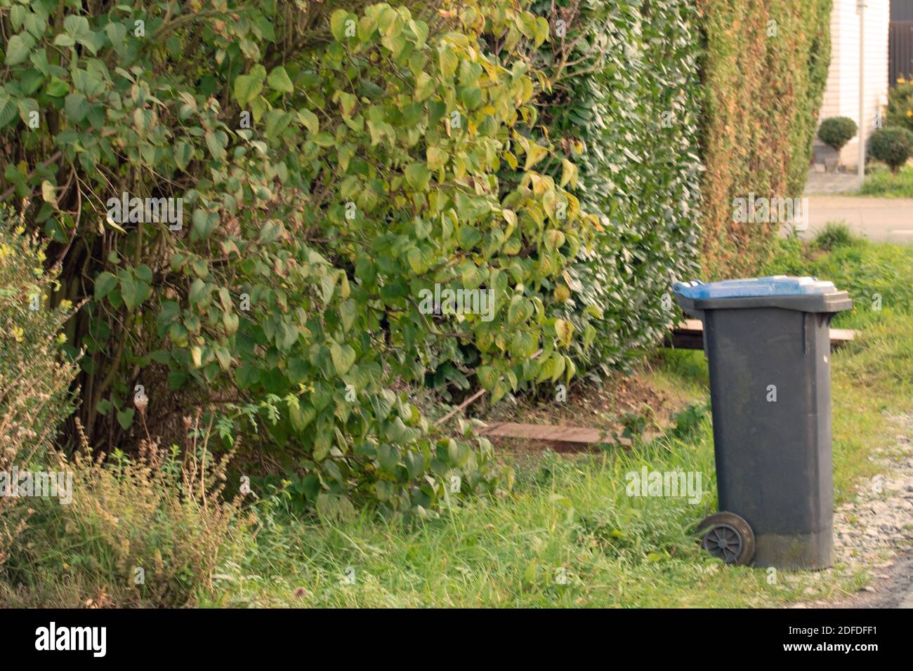 Black trash can with a blue lid stands on the side of the road in front of a hedge. Stock Photo