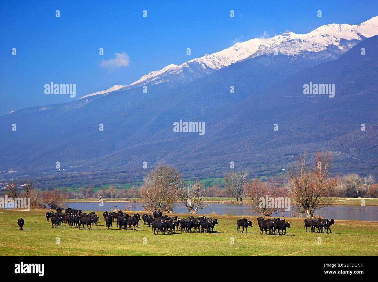 Buffaloes at lake Kerkini, Serres, Macedonia, Greece Stock Photo
