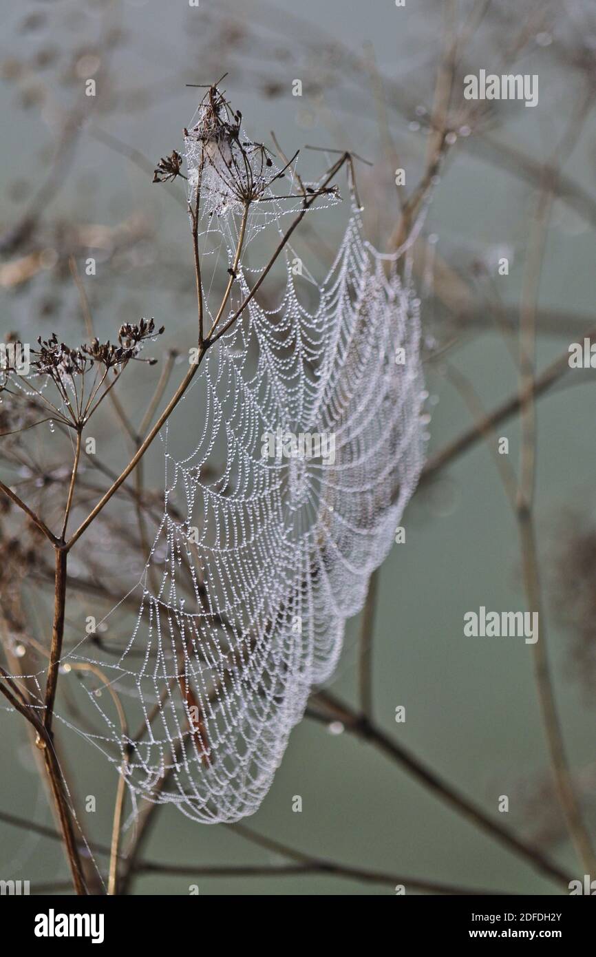 Spider web with dewdrops on a misty autumn day, in rural Hungary Stock Photo