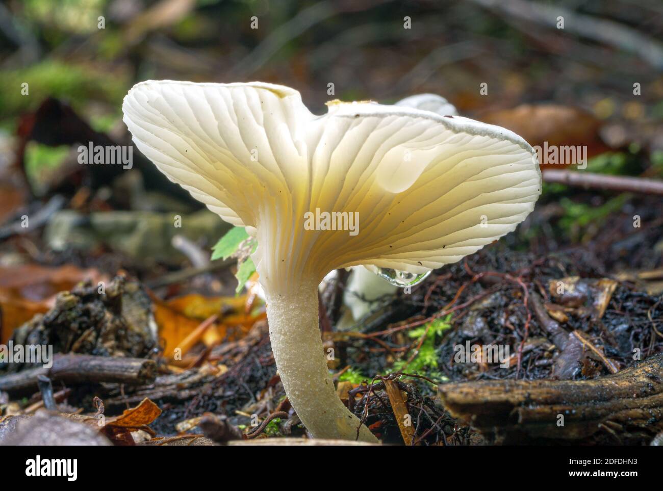 Mushroom in the forest, Hygrophorus pustulatus, autumn mushroom variety, Bavaria, Germany, Europe Stock Photo