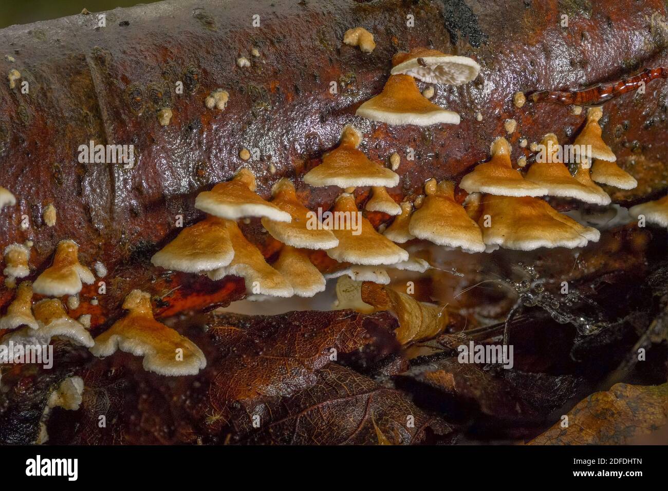 Tree fungi on a branch in the forest, Lingzhi mushroom (Ganoderma lucidum), Bavaria, Germany, Europe Stock Photo