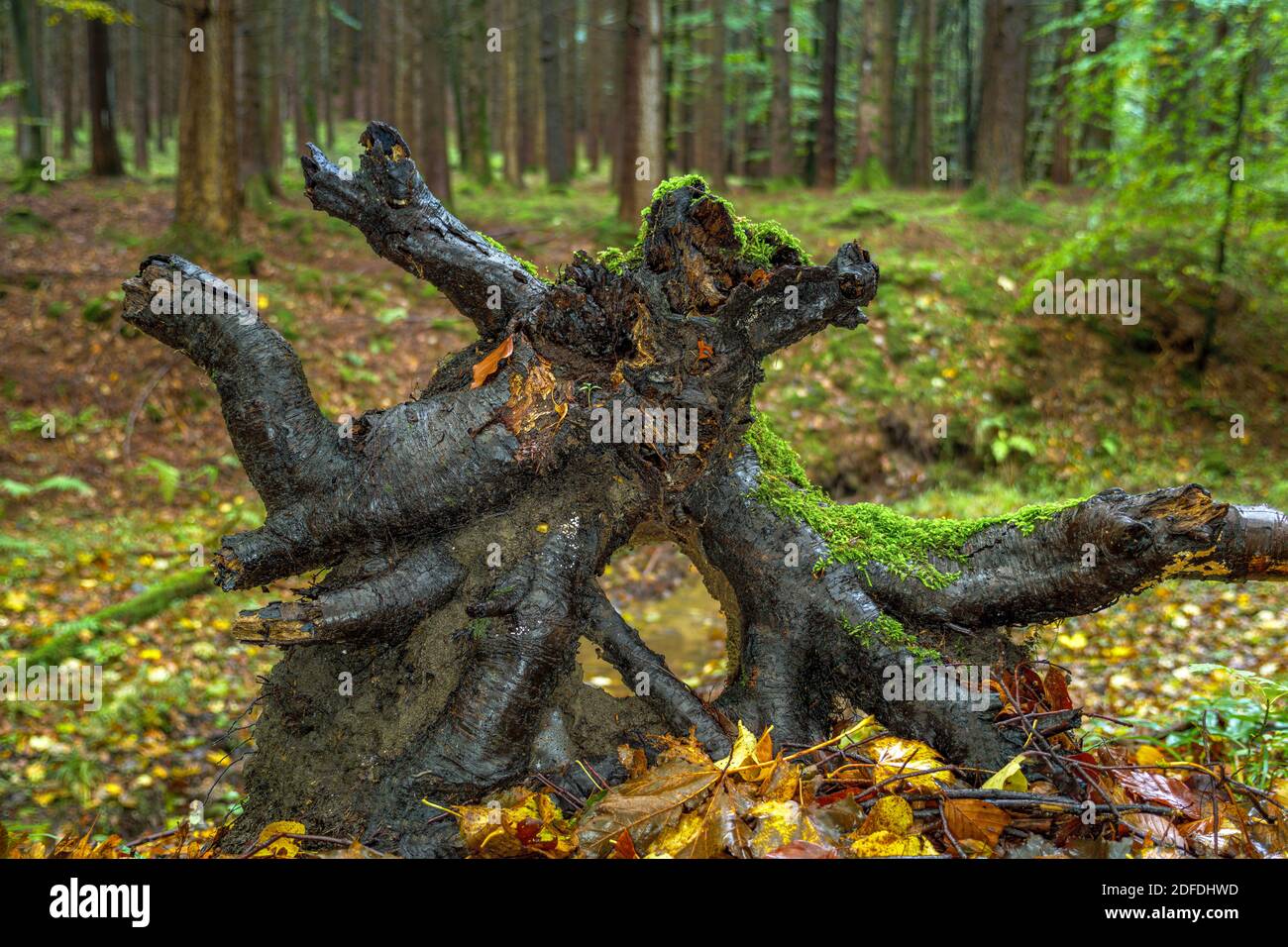 Weathered rhizome, tree stump, colorful autumn forest floor, autumn forest, trees, Bavaria, Germany, Europe Stock Photo