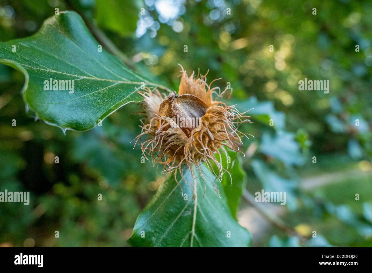 Beech nuts in the pod, beech (Fagus sylvatica), Bavaria, Germany Europe Stock Photo