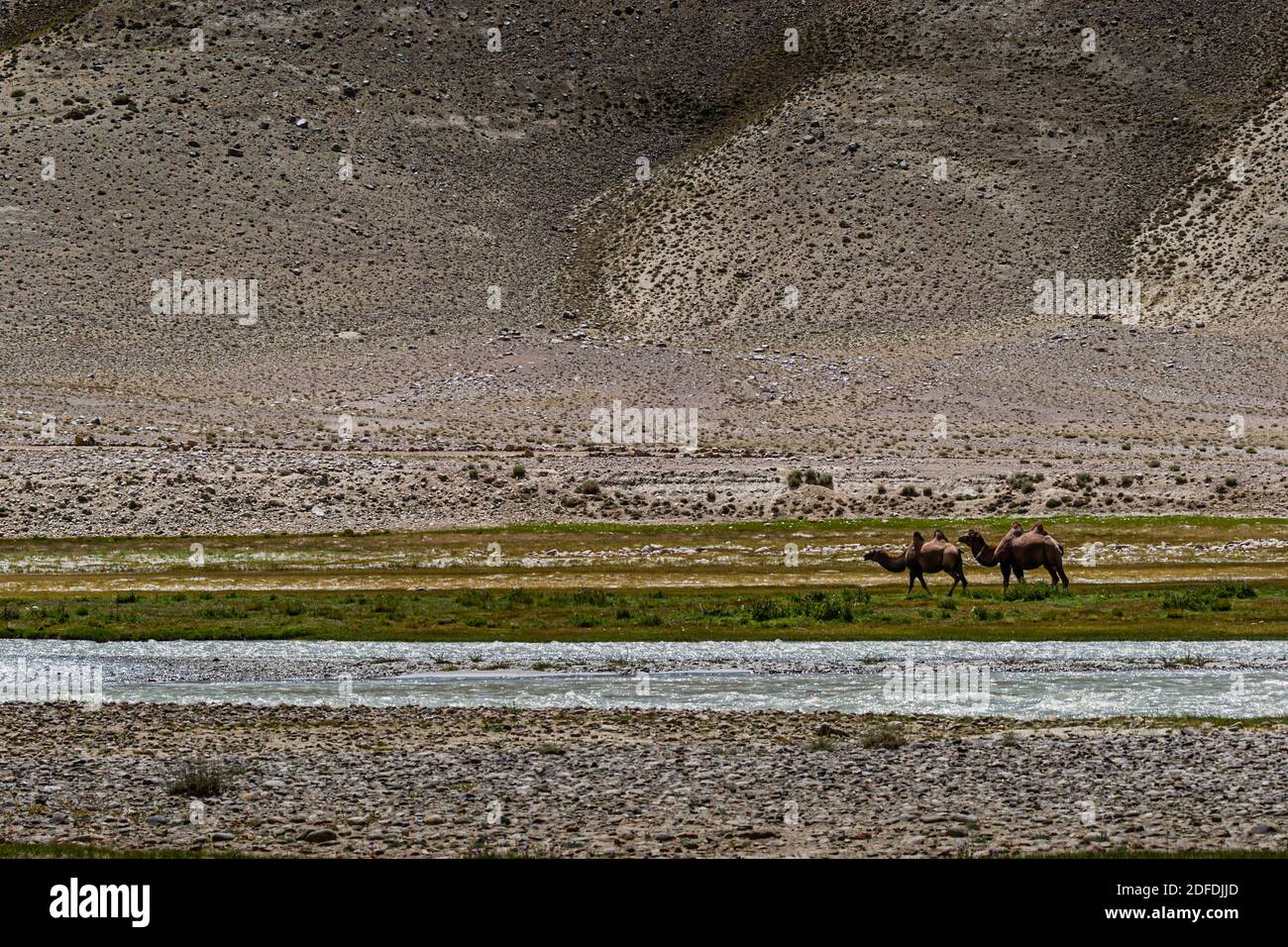 Camels near Silk Road in Murghob District, Tajikistan Stock Photo