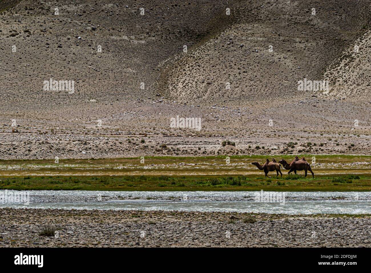 Camels near Silk Road in Murghob District, Tajikistan Stock Photo