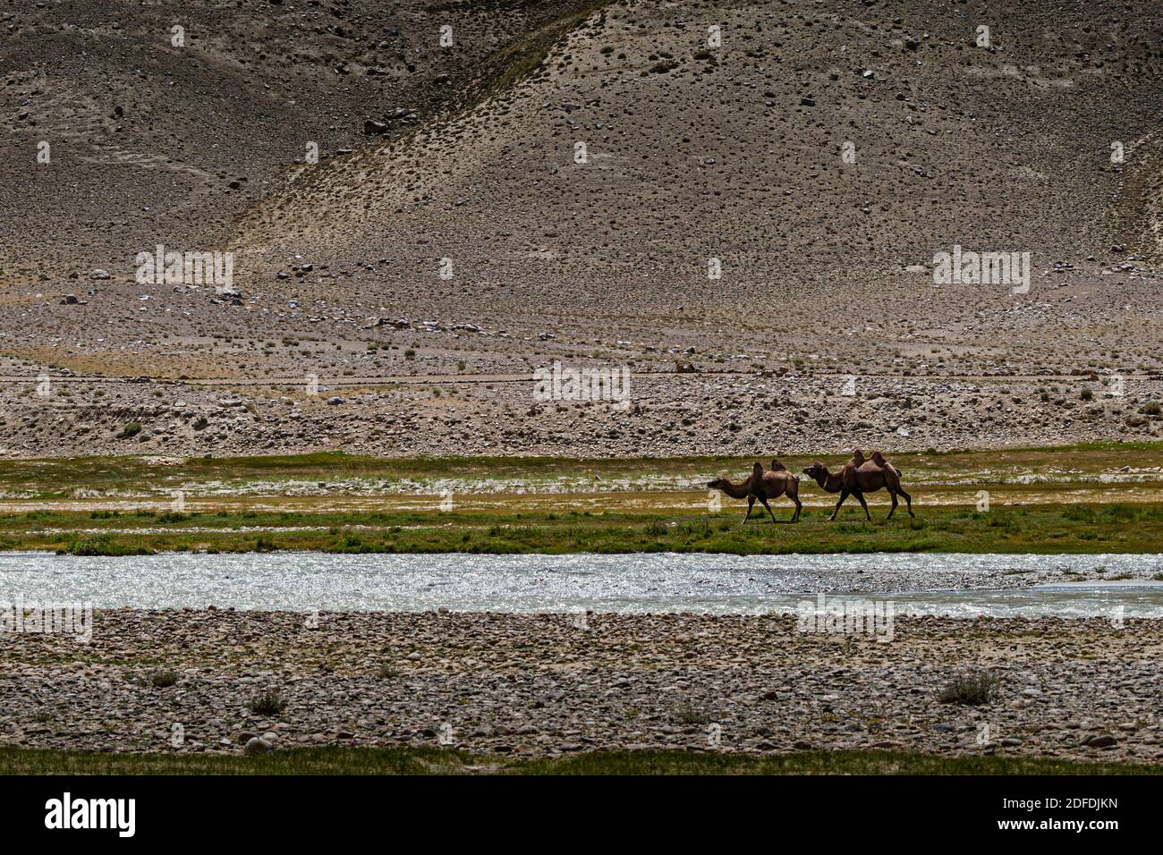 Camels near Silk Road in Murghob District, Tajikistan Stock Photo