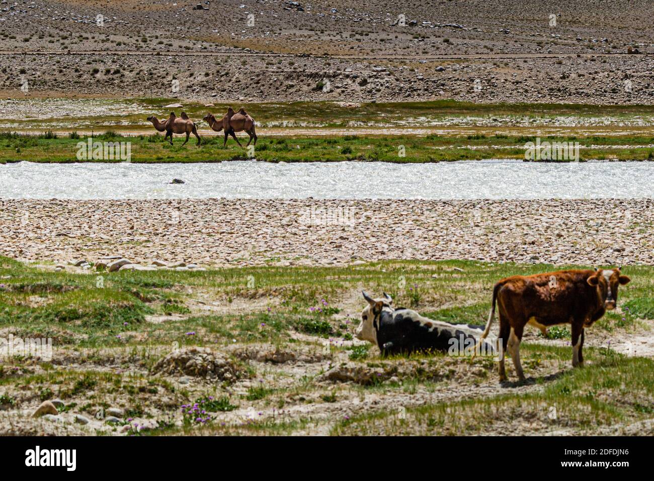 Cows and Camels near Silk Road in Murghob District, Tajikistan Stock Photo