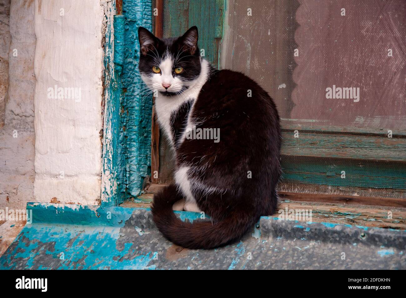 Cute black and white cat sitting on the windowsill of the house outdoor ...