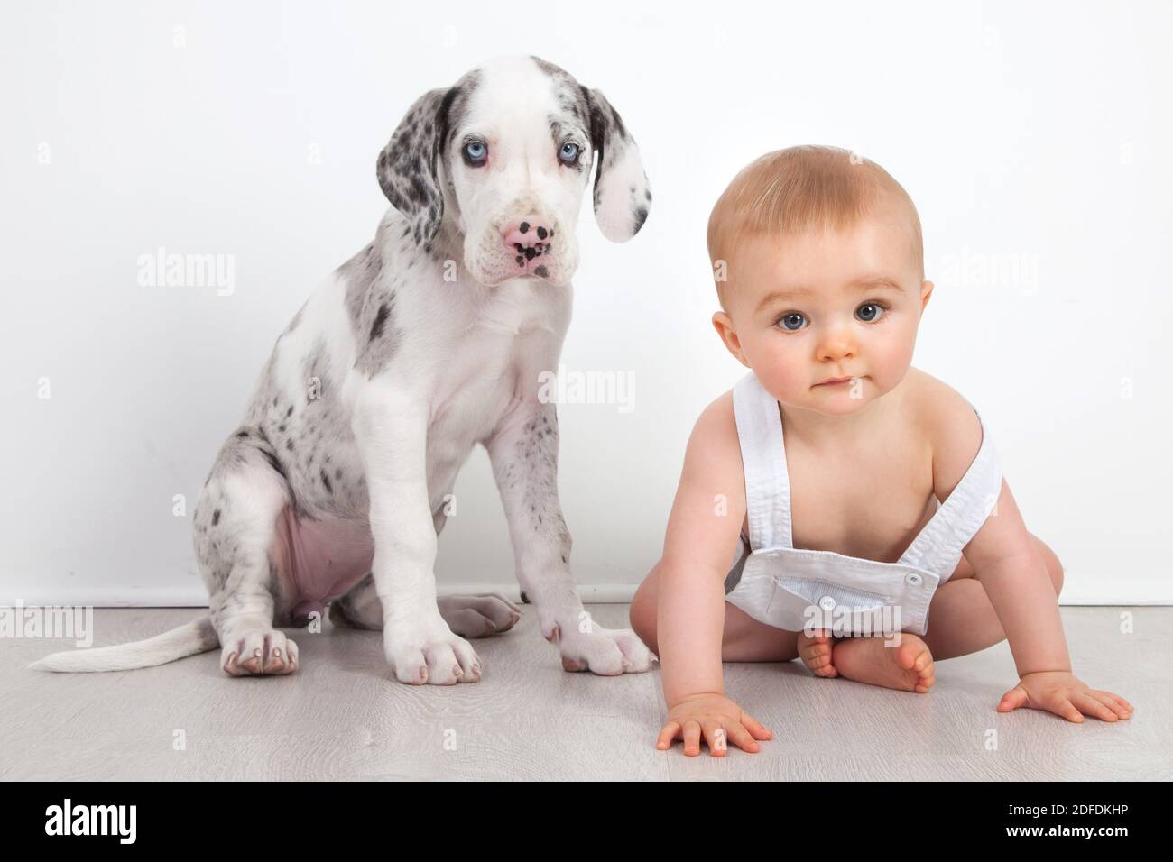 BABY BOY AND HIS GREAT DANE, CHILD AND PET, STUDIO PORTRAIT Stock Photo -  Alamy