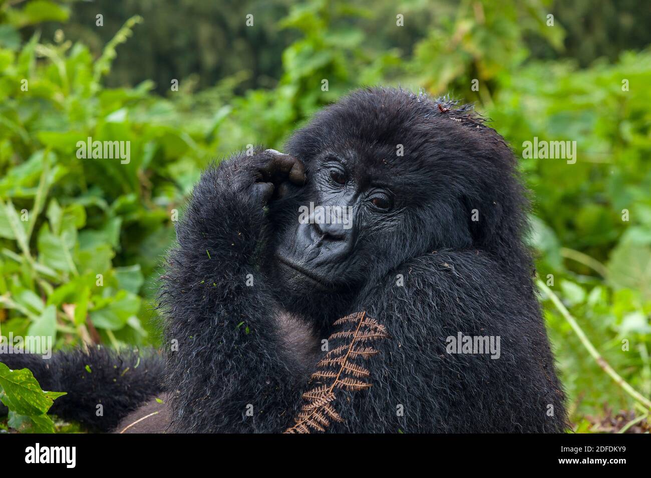Pregnant Gorilla Portrait in Volcanoes National Park, Rwanda, Africa Stock Photo