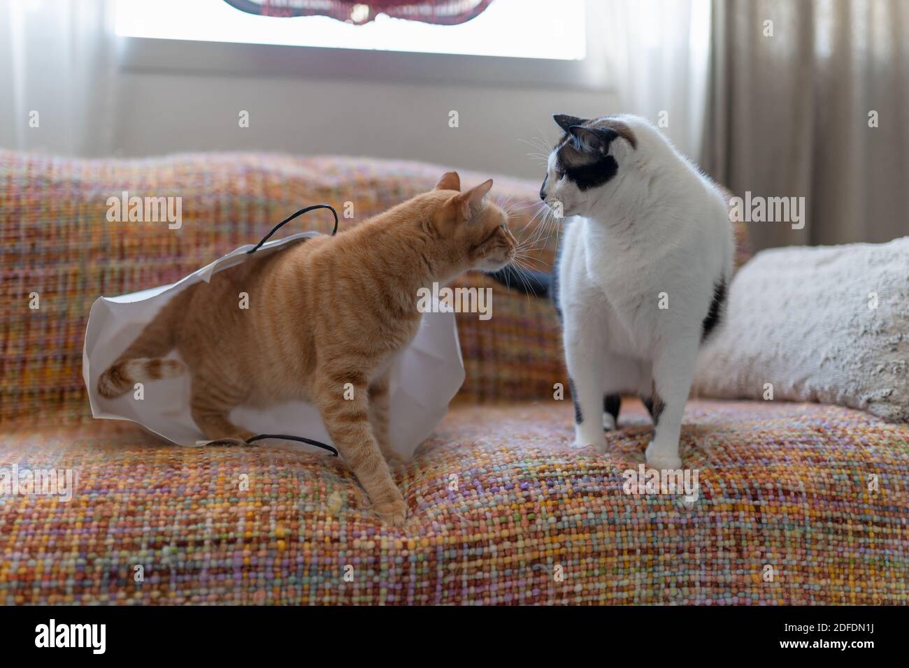 Two tabby white cats hi-res stock photography and images - Alamy