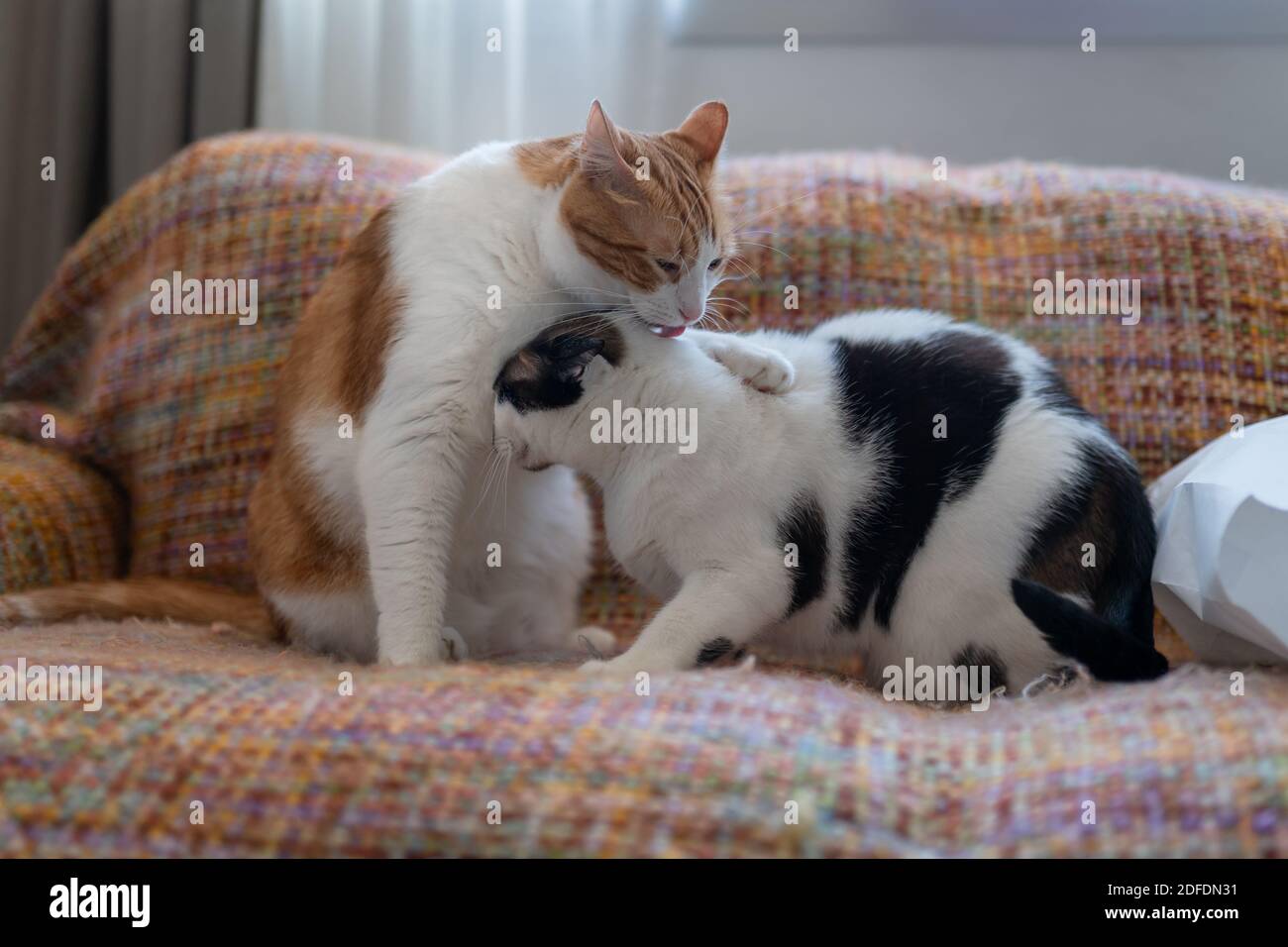 a brown and white cat licks the head of a black and white cat Stock Photo Alamy
