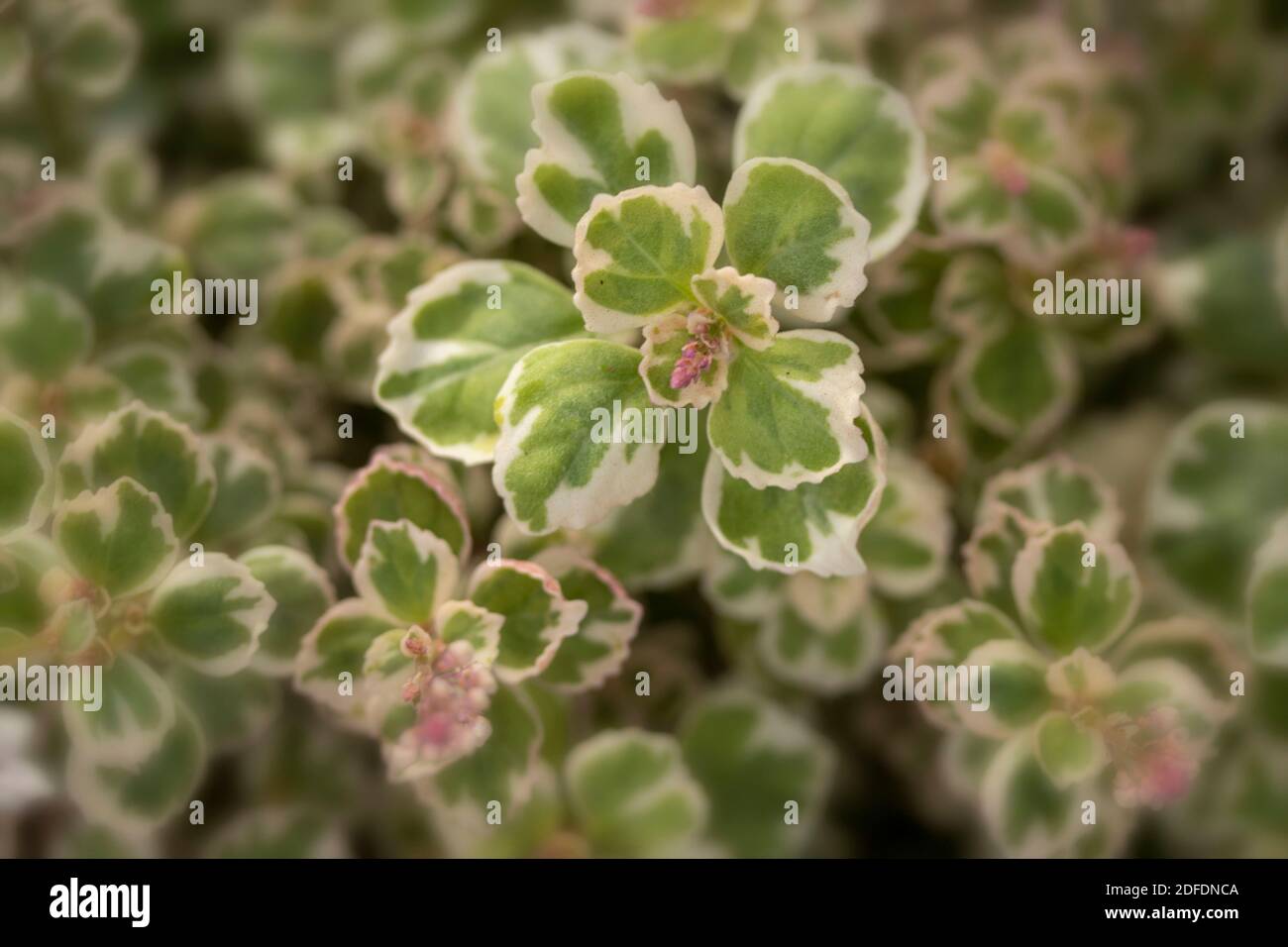 Plectranthus ‘Wisley Blush’ ( spur flower), patterns in nature Stock Photo