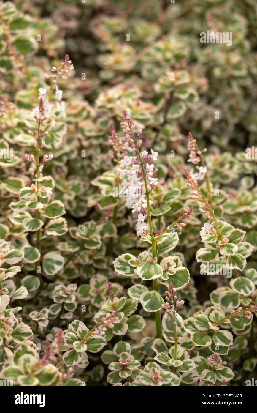 Plectranthus ‘Wisley Blush’ ( spur flower), patterns in nature Stock Photo