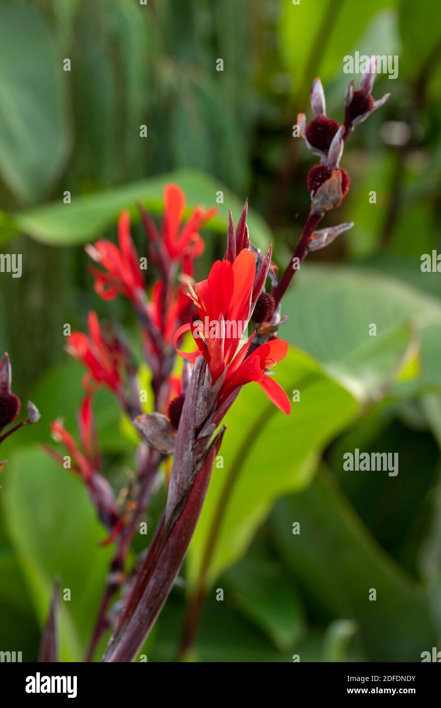 Canna Indica plant in flower, natural plant portrait Stock Photo