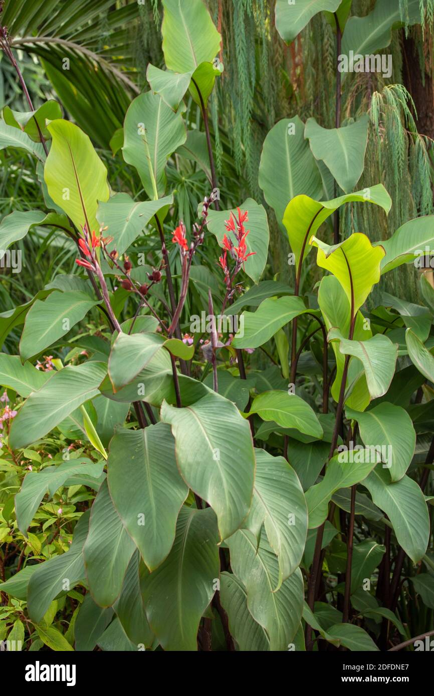 Canna Indica plant in flower, natural plant portrait Stock Photo