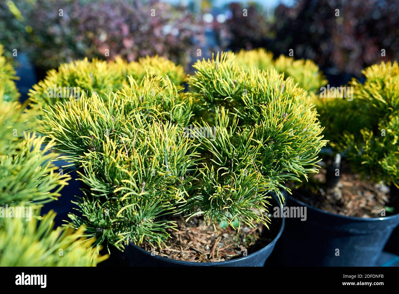 Pinus, mugo, Winterg, nursery Stock Photo