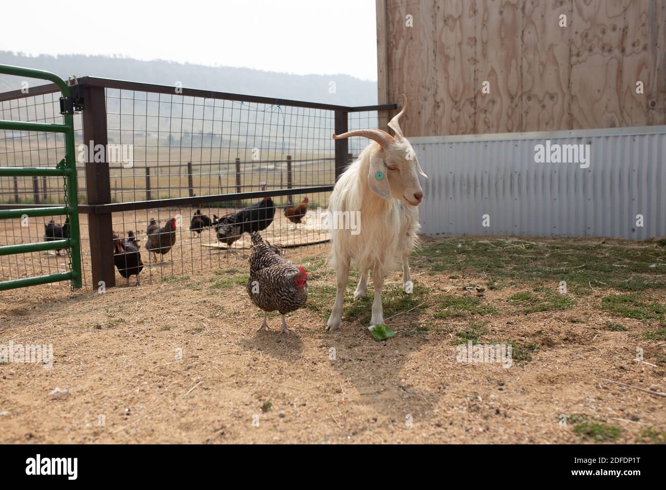 Cashmere goat with chickens standing next to fence Stock Photo Alamy
