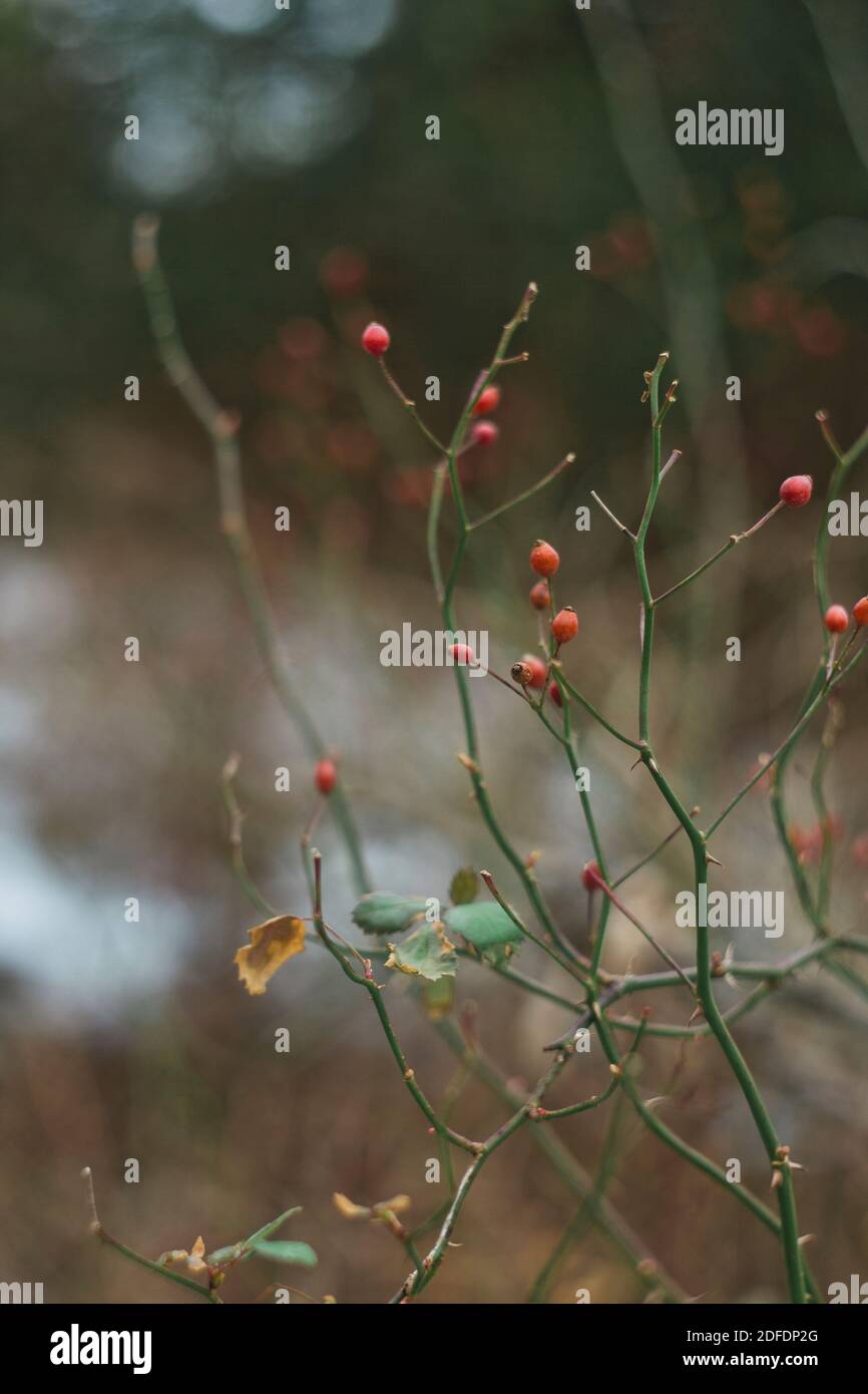 Wild rose hips on bush vertical Stock Photo Alamy