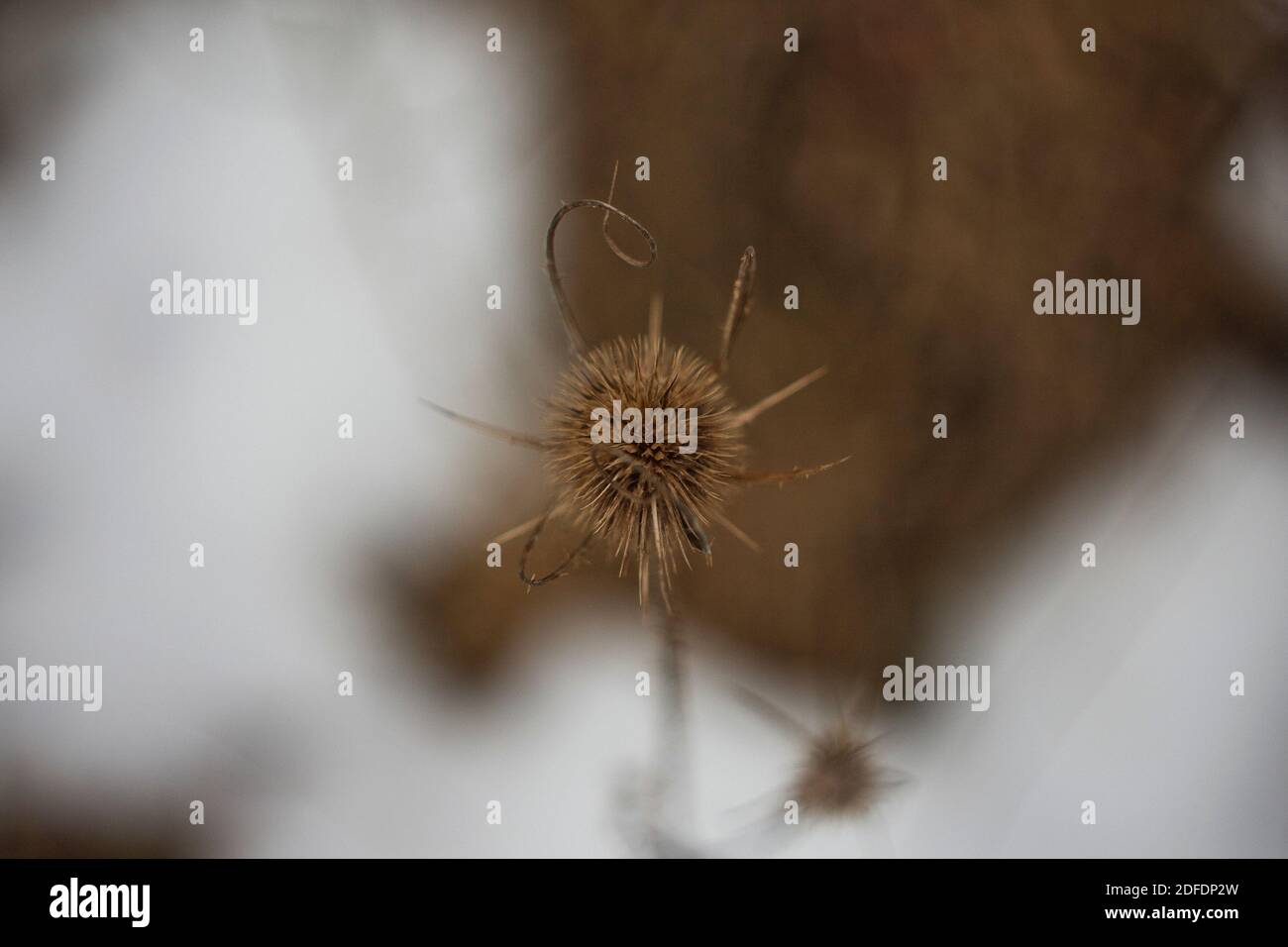 Dried thistle flower isolated image Stock Photo Alamy