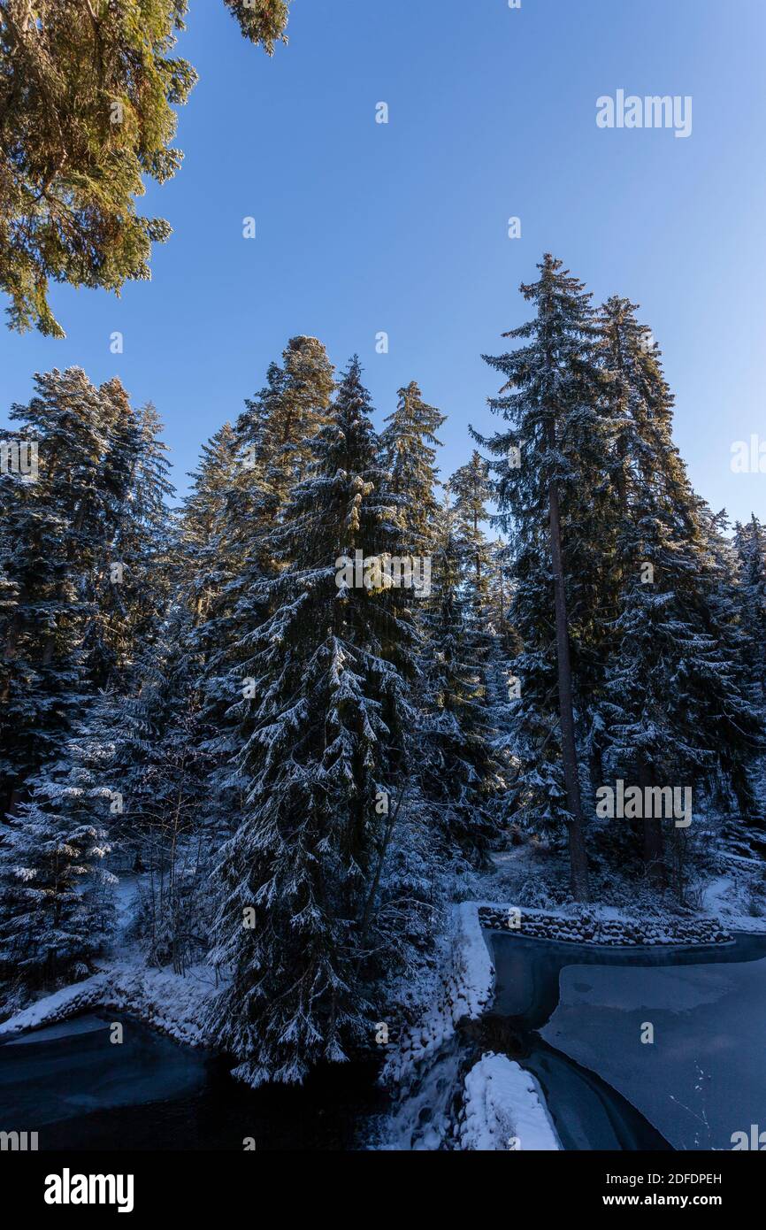 Needle grove at Carska Bistrica or Tsarska Bistritsa, or Royal Bistritsa, old park near Borovets resort, a vista of snowy trees, Rila mountain Stock Photo