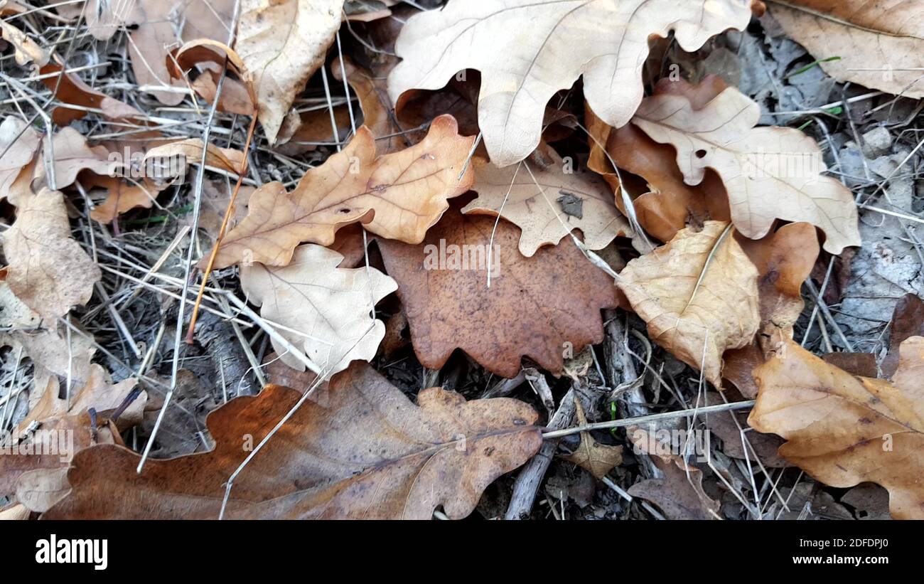 Autumn oak leaves fallen on the forest road closeup Stock Photo - Alamy
