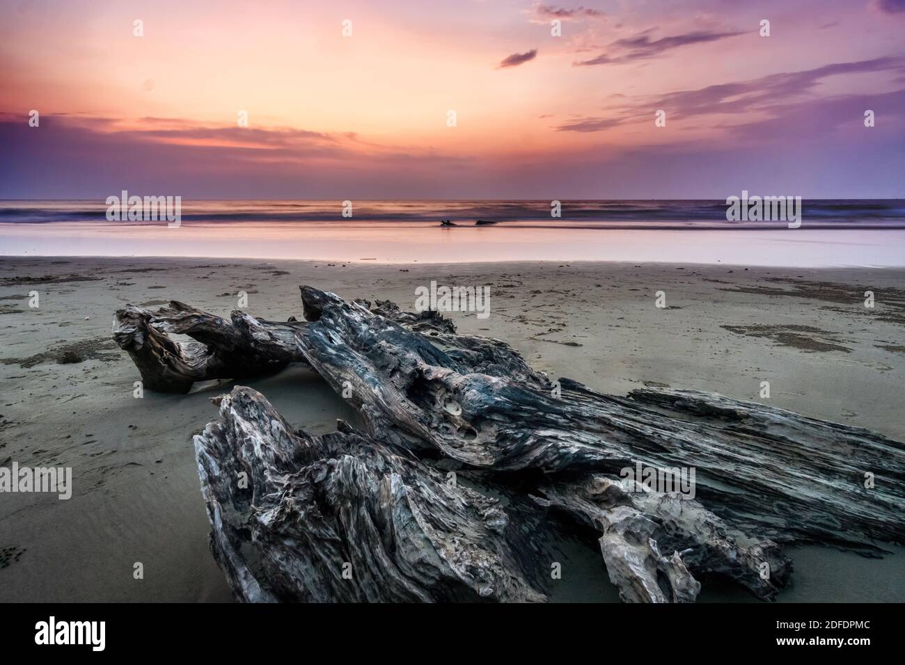 Drifted Wood at Beach Against Twilight Sunset View Stock Photo