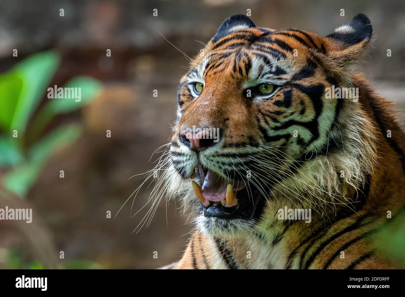 portrait of a sumatran tigers Stock Photo
