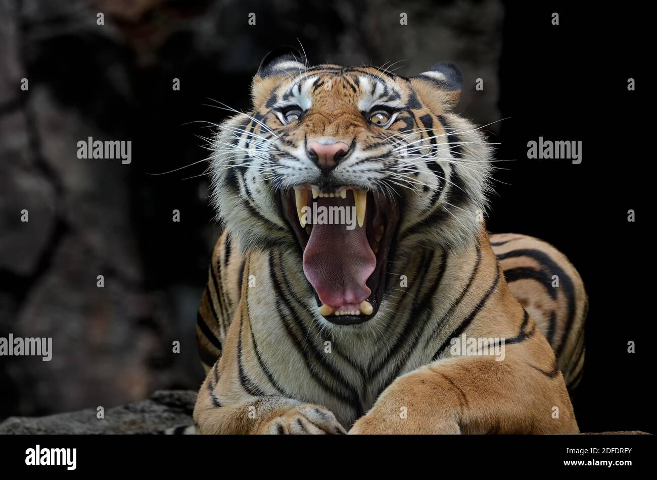 portrait of a sumatran tigers Stock Photo