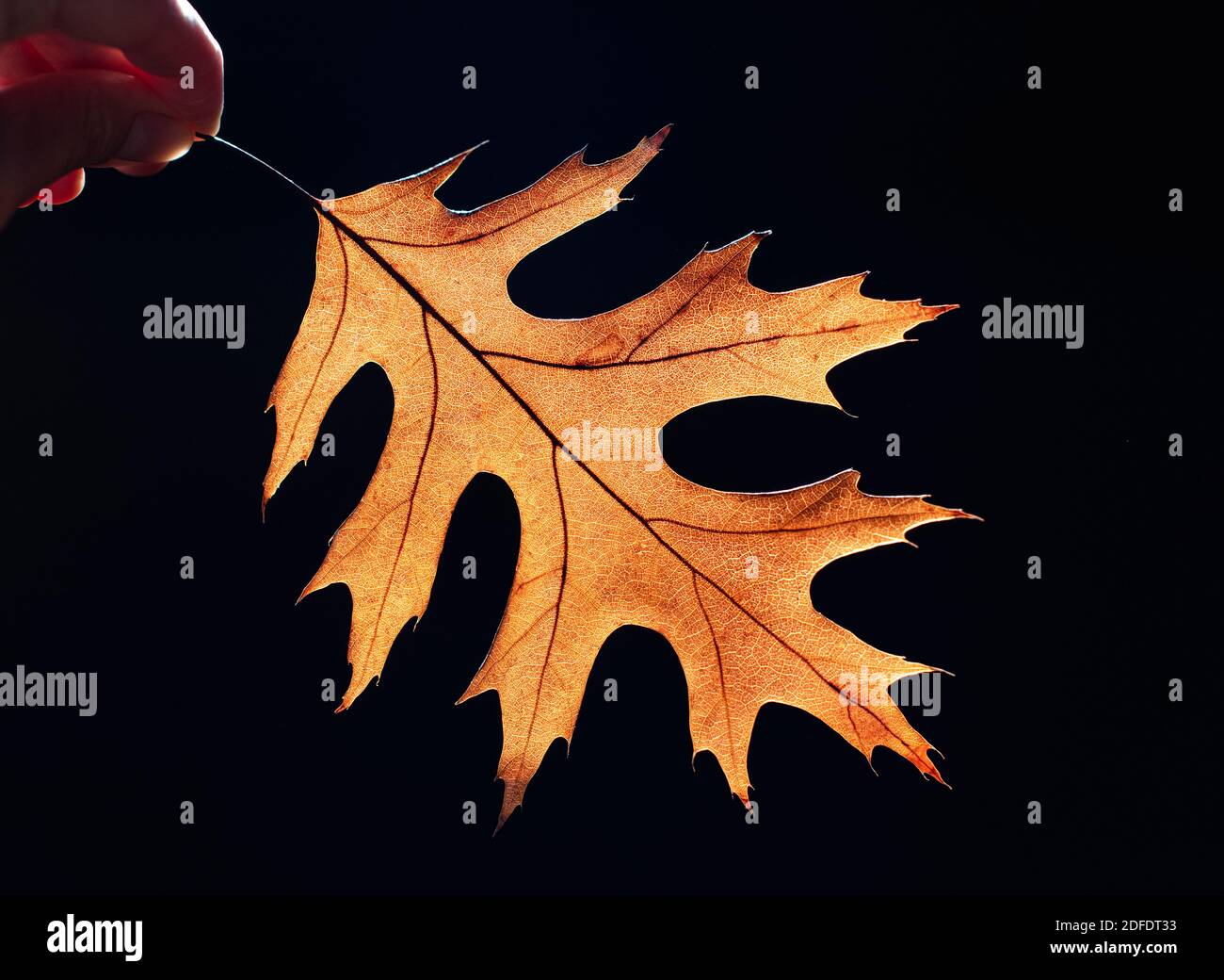 Sun shining through leaf illuminating it against a black background. Stock Photo