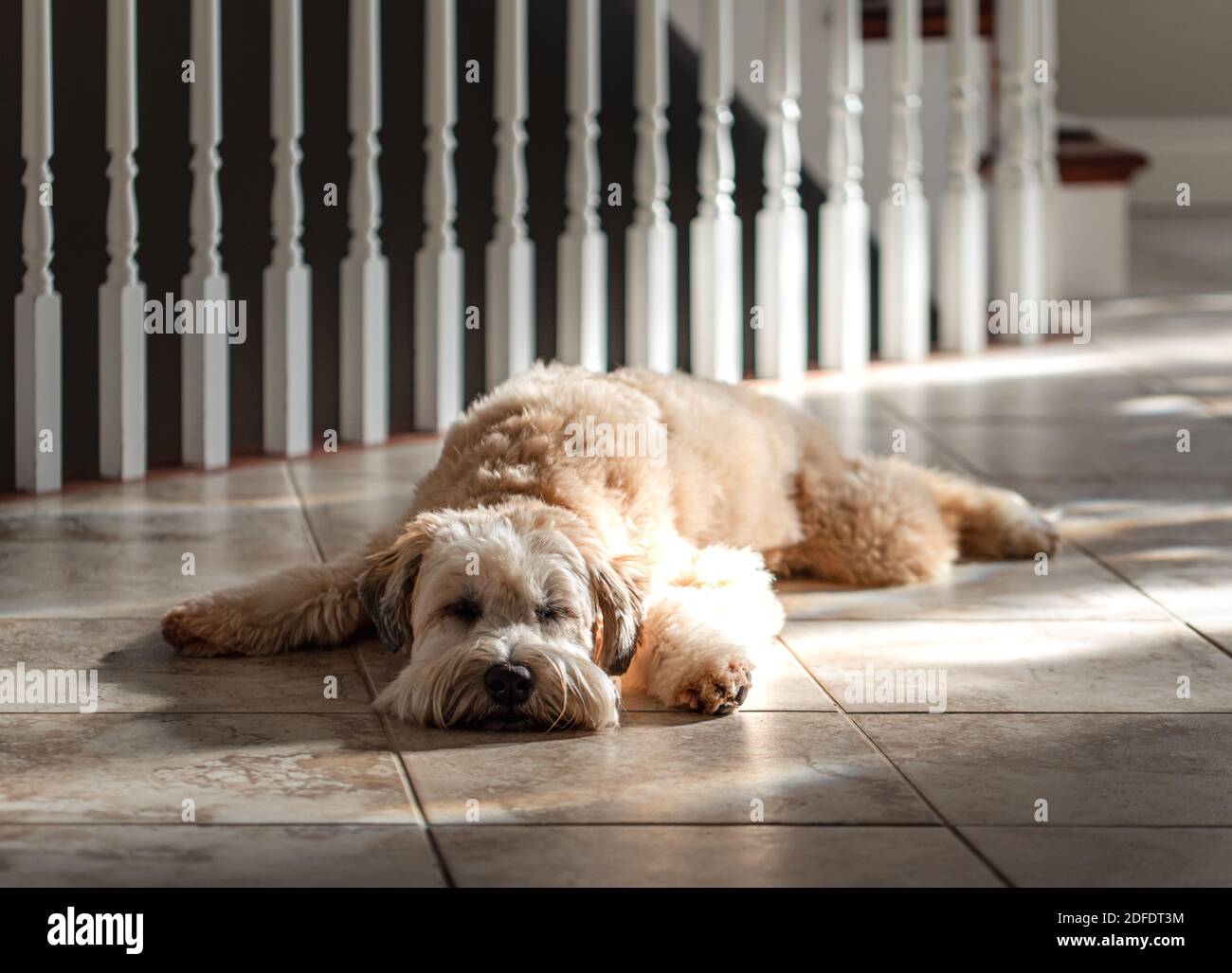 Fluffy wheaten terrier dog laying flat on a tile floor in the sun. Stock Photo