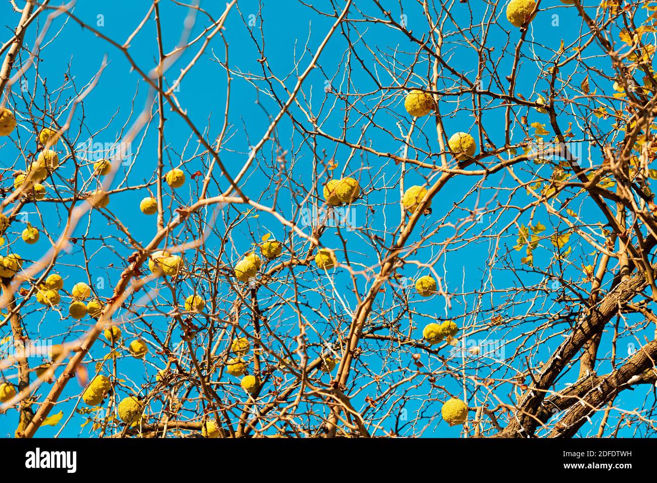 Bottom view of the branches of the maclura pomifera tree hung with fruits. Blue sky in the background. Stock Photo