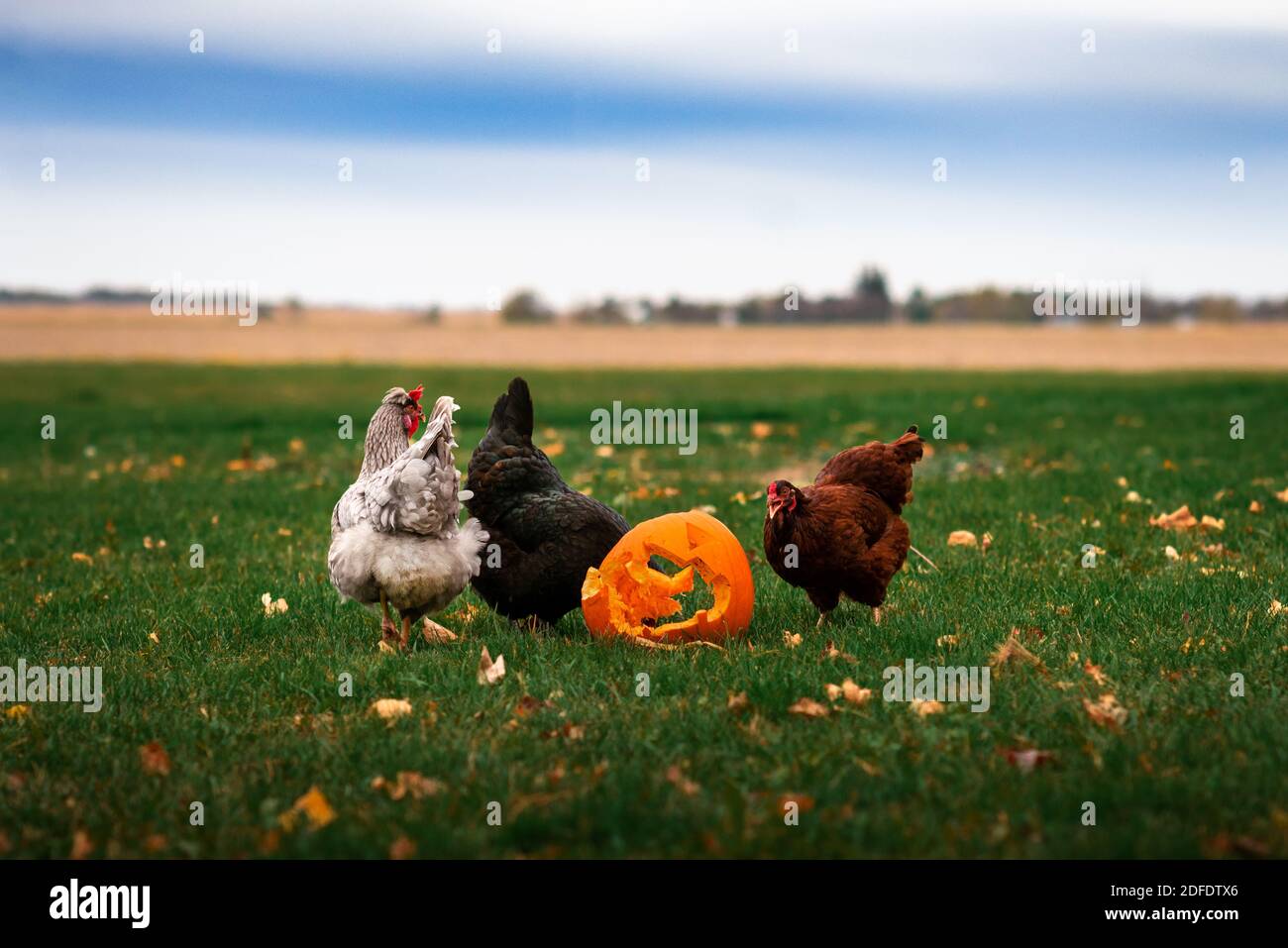 three chickens eating from a busted jackolantern pumpkin in a yard