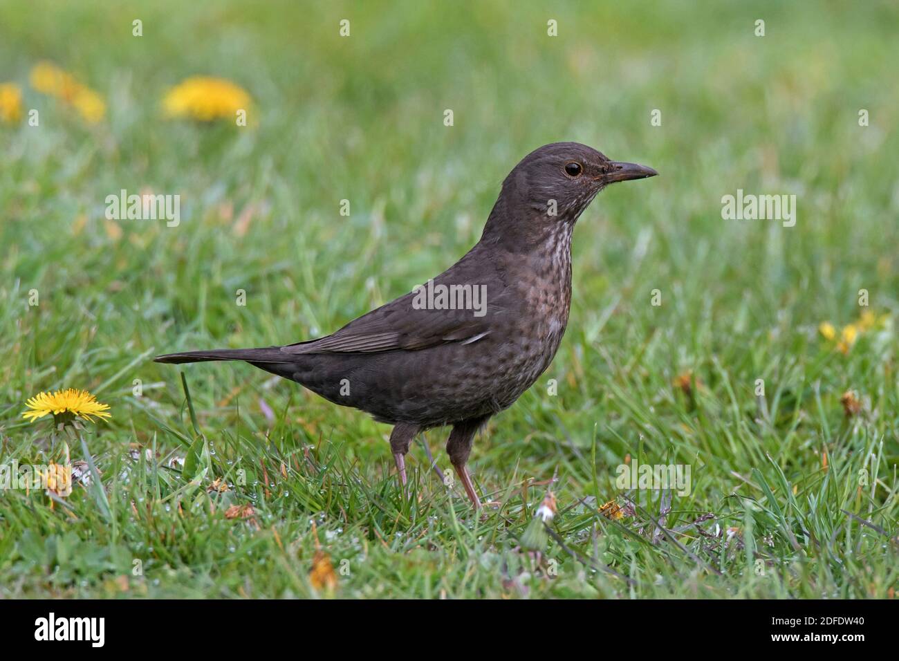 Eurasian blackbird / common blackbird (Turdus merula) female foraging in grassland / meadow Stock Photo