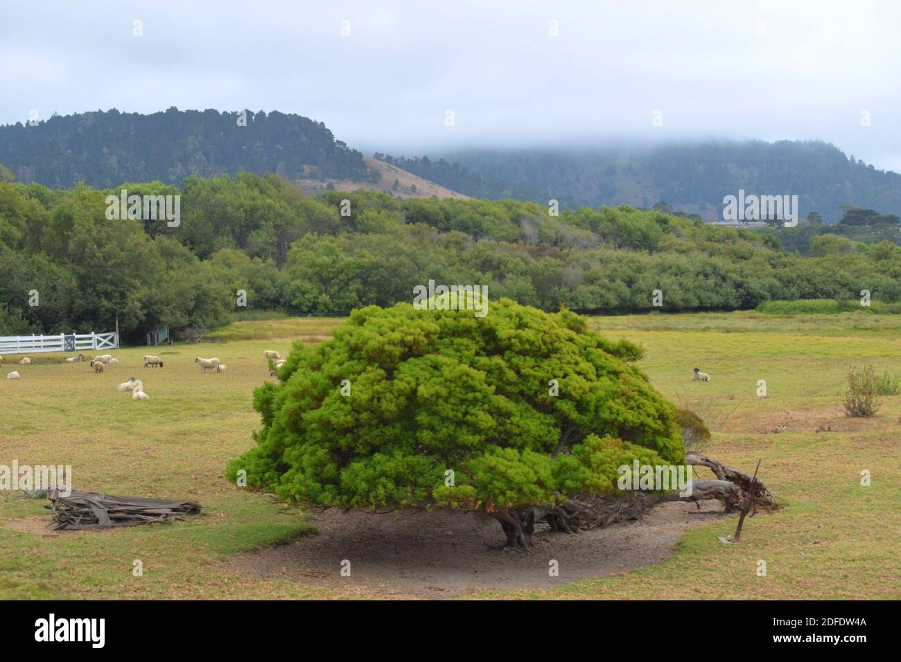 Carmel by The Sea, CA Stock Photo