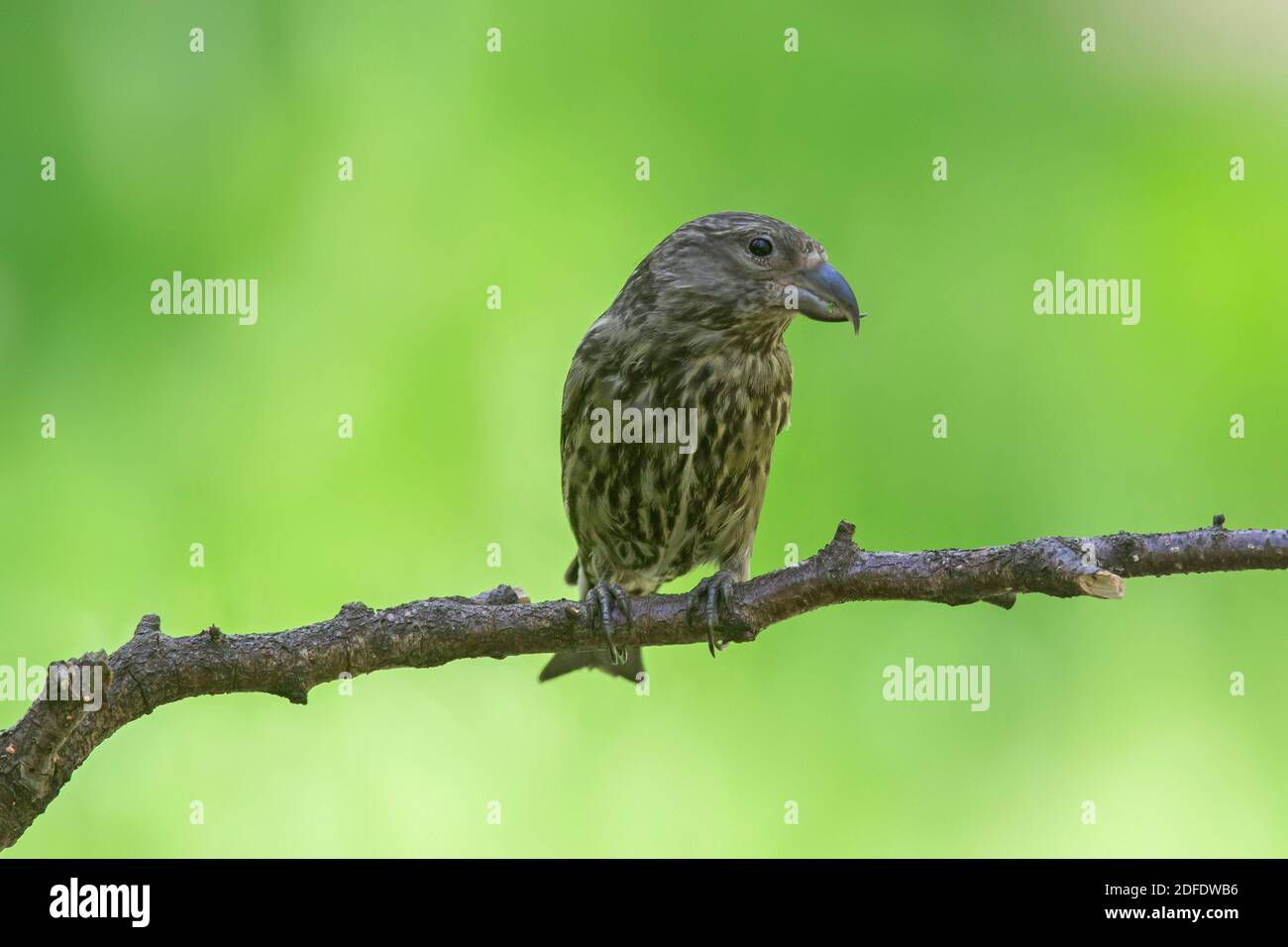 Red crossbill / common crossbill (Loxia curvirostra) juvenile perched in tree Stock Photo