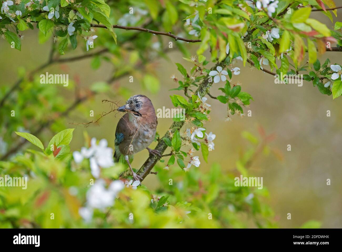 Eurasian jay / European jay (Garrulus glandarius / Corvus glandarius) perched in tree with nesting material in beak in spring Stock Photo