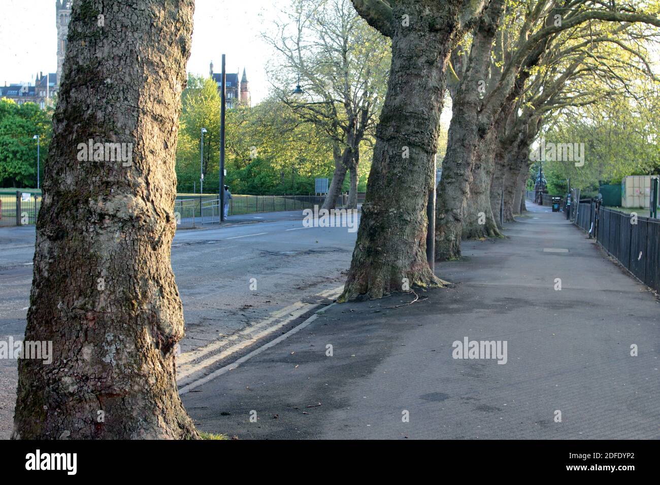 Big trees line Kelvinway which cuts through Kelvingrove park in Glasgow. The trees grow up through the pavement, and it is a pleasant stroll in the summer. There is a reduced speed limit and Kelvinway is normally thronging with people seeking out the pleasures of Kelvingrove park. The walk way crosses over the River Kelvin! ALAN WYLIE/ALAMY © Stock Photo