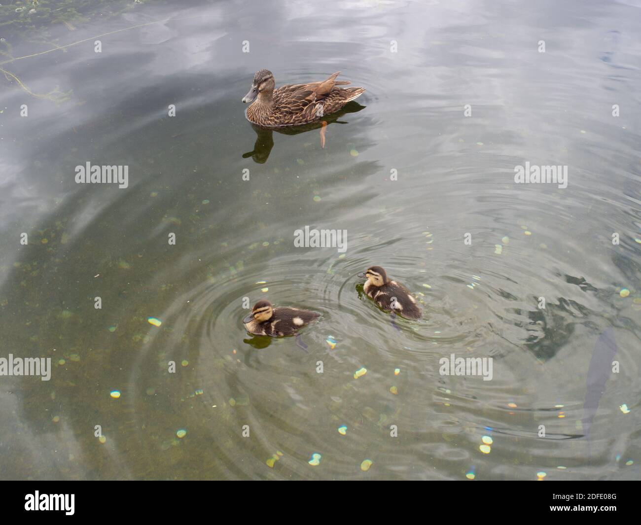 Duck And Ducklings In A Pond Stock Photo