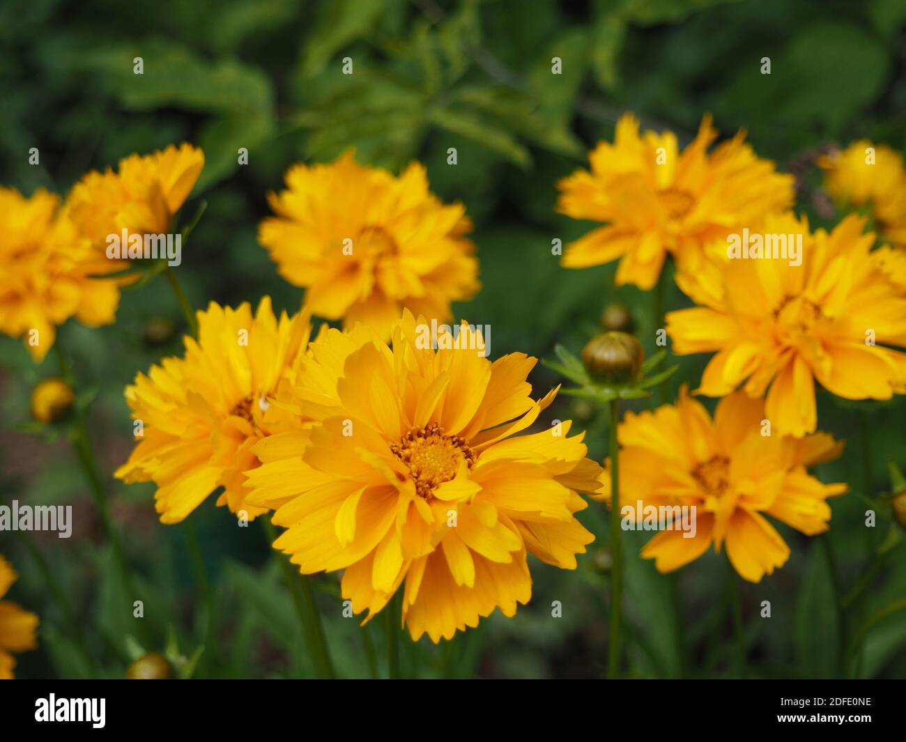 Beautifil yellow Sunray Tickseed, Coreopsis grandiflora 'Sunray' flowers in Hungarian rural area Stock Photo