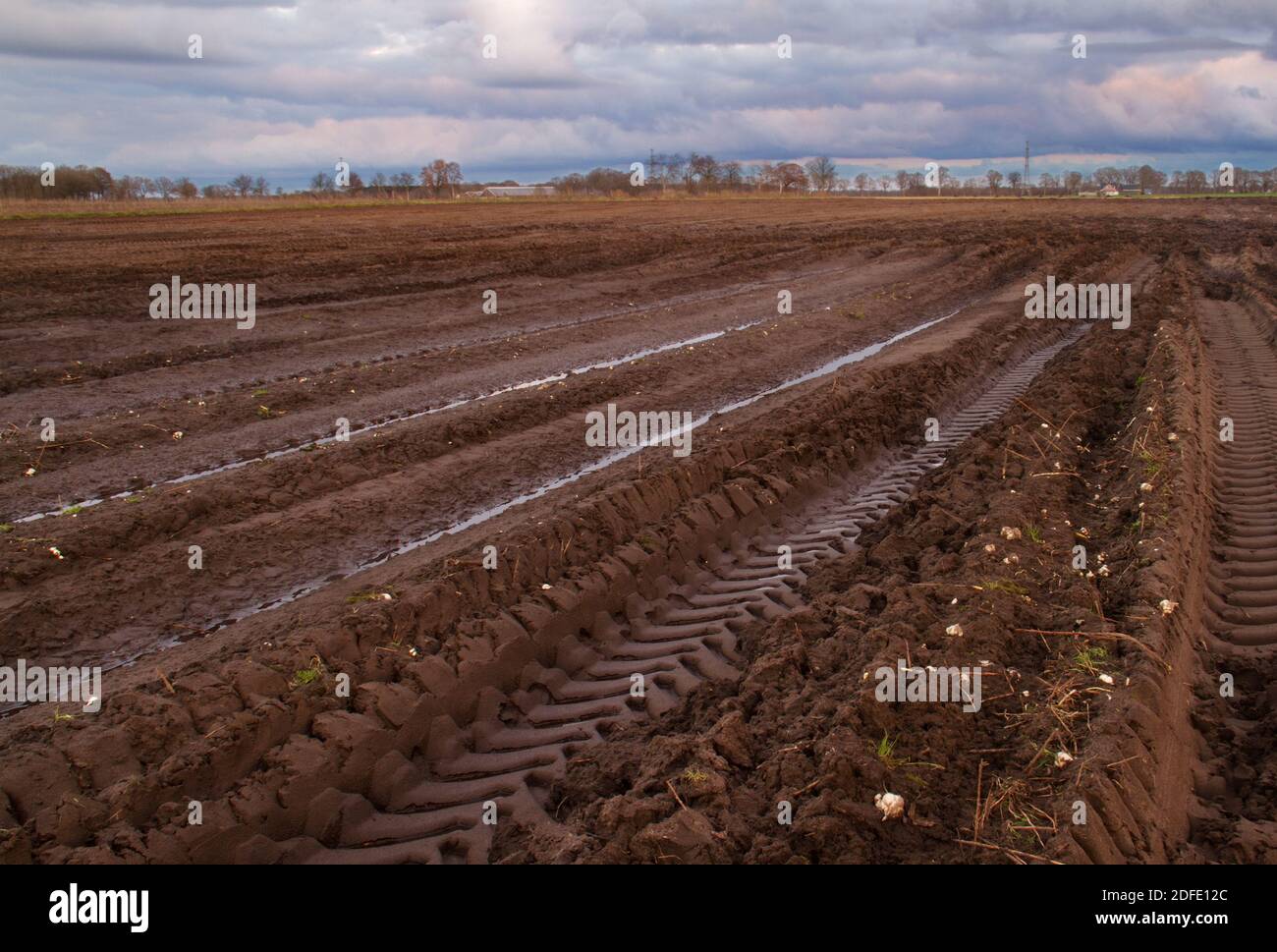 Empty Lily field in autumn, full of puddles and tire tracks, some forgotten bulbs on the ground Stock Photo