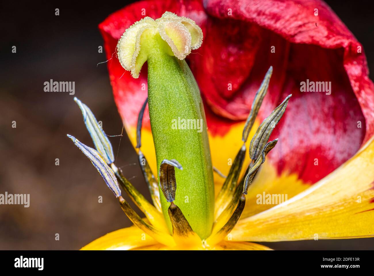 Tulip flower, Tulipa gesneriana Stock Photo