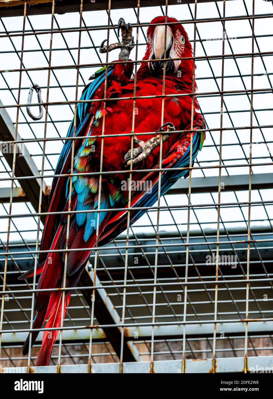 Image showcasing Captive red macaw ara parrot in sitting on the bars of its cage looking ...