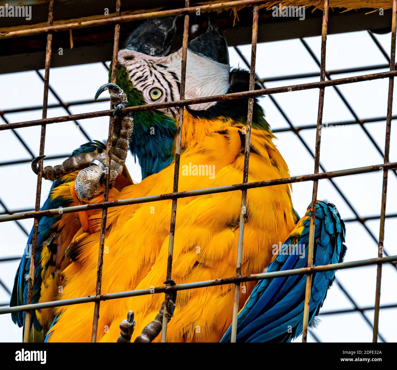 Large blue and yellow macaw parrot sitting on the netting of a cage ... - Basic Blue And Yellow Macaw Parrot Cages
