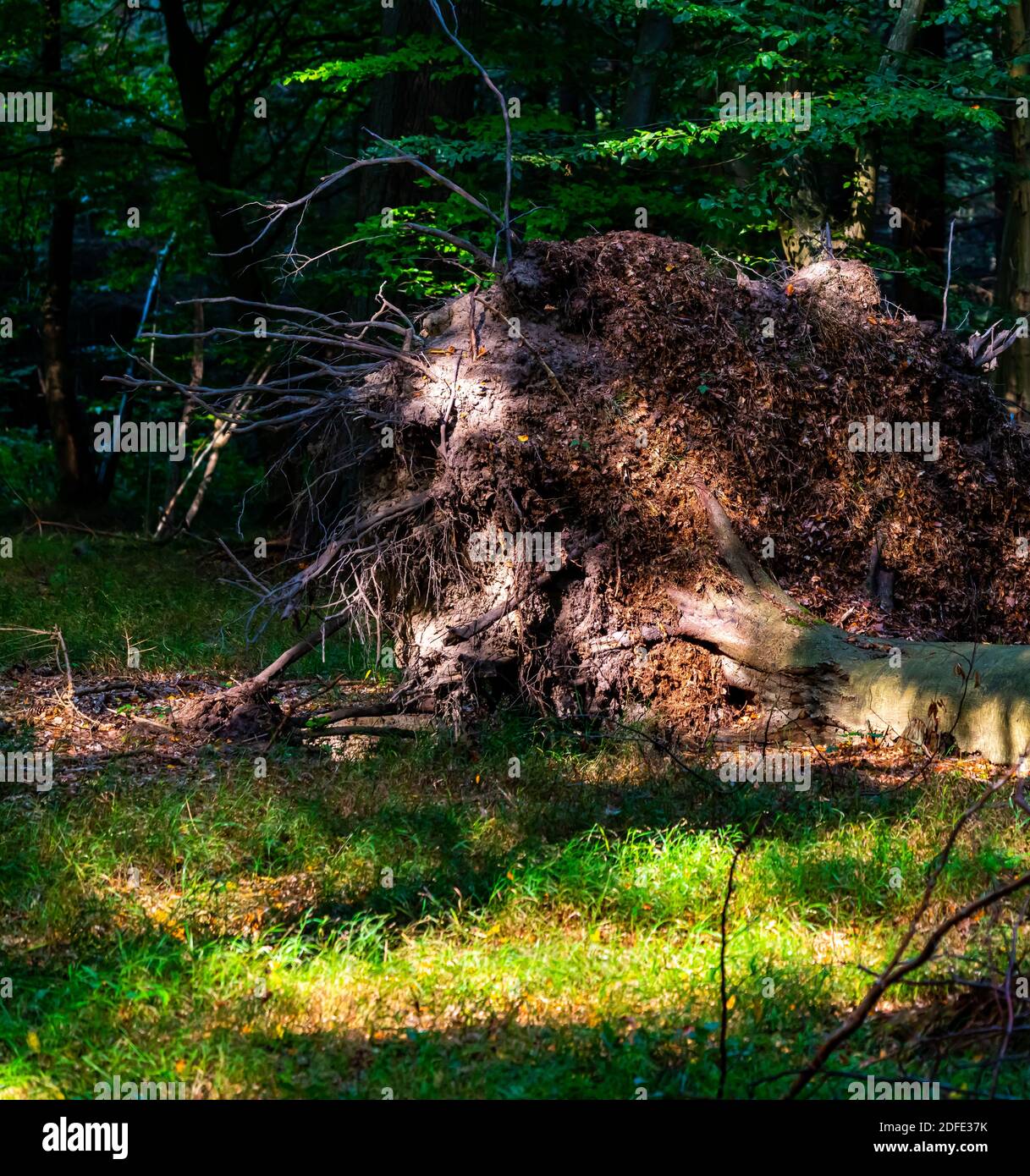 Massive tree in the forest uprooted after a violent storm Stock Photo ...