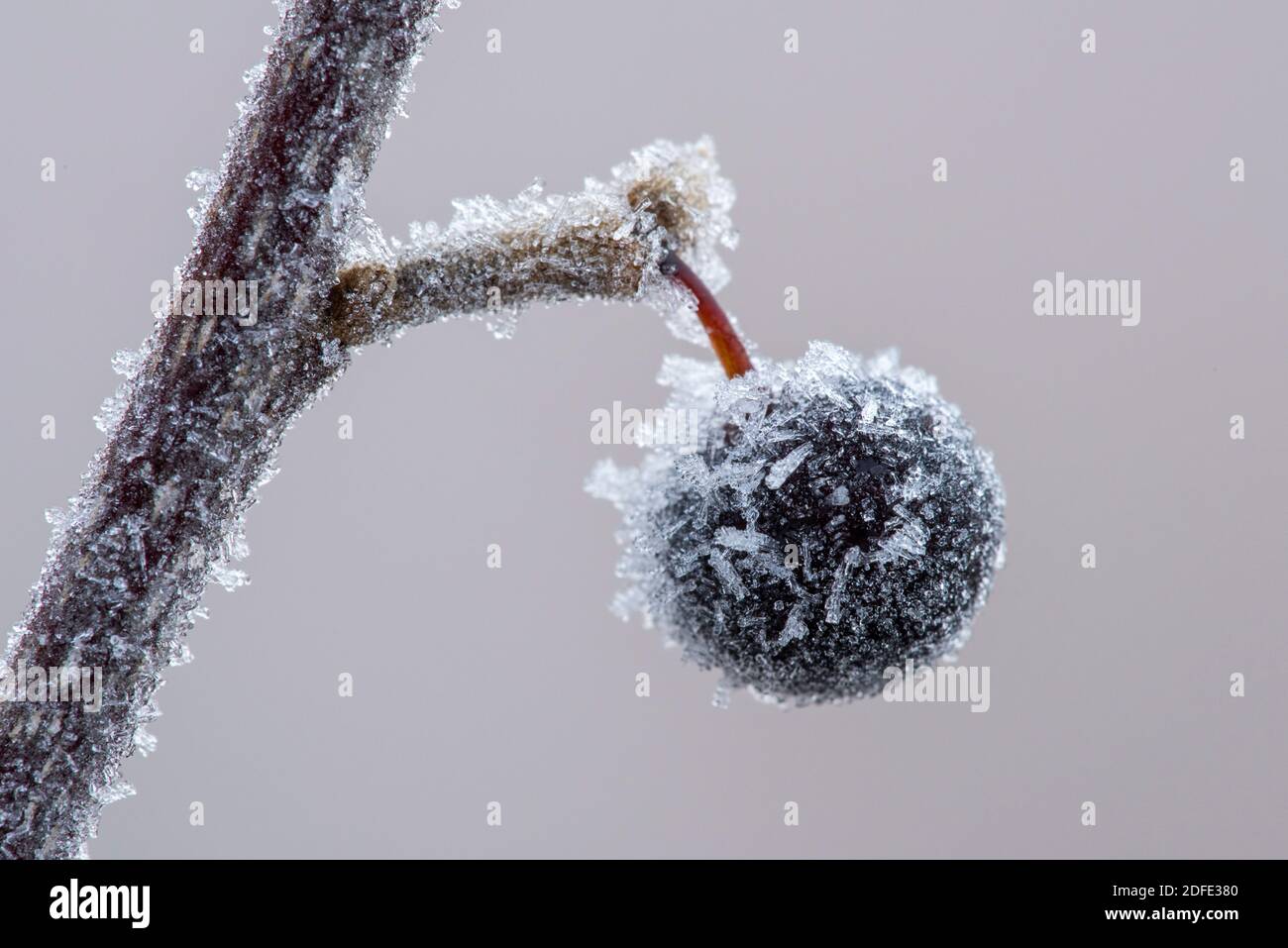 Gewöhnliche Traubenkirsche im Winter mit Rauhreif, (Prunus padis L., filigran, Stock Photo
