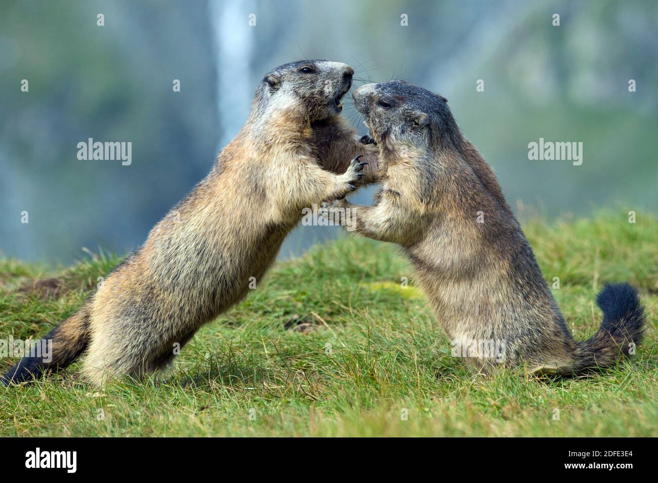 Österreich, Hohe Tauern, Spielende Murmeltiere, (Marmota marmota), Stock Photo
